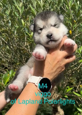 Les chiots de Alaskan Malamute