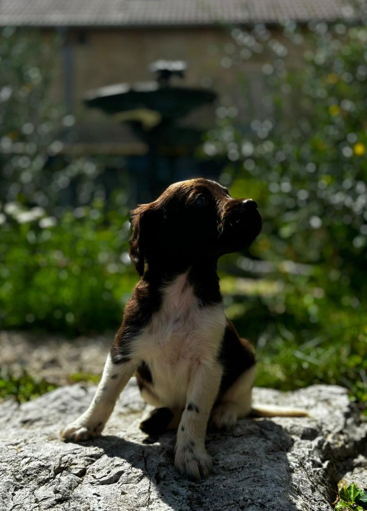 CHIOT 7 - Petit Epagneul de Münster