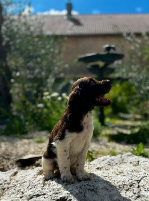 Les chiots de Petit Epagneul de Münster