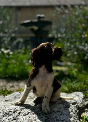 Les chiots de Petit Epagneul de Münster