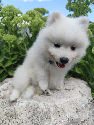 Les chiots de Spitz japonais