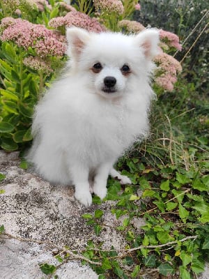 Les chiots de Spitz allemand