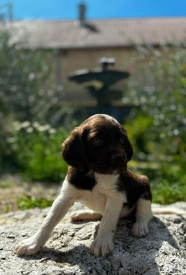 Les chiots de Petit Epagneul de Münster