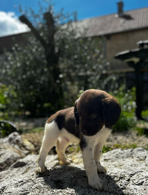 Les chiots de Petit Epagneul de Münster