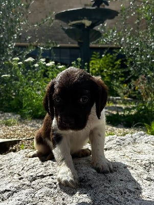 Les chiots de Petit Epagneul de Münster