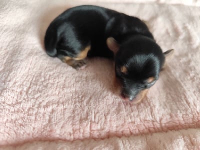 Les chiots de Yorkshire Terrier