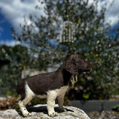 Les chiots de Petit Epagneul de Münster