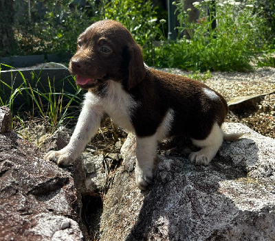 Les chiots de Petit Epagneul de Münster