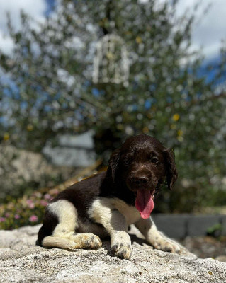 Les chiots de Petit Epagneul de Münster