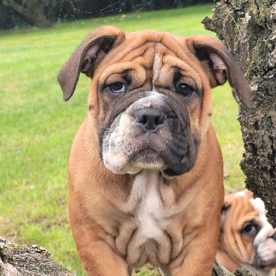 Les chiots de Bulldog continental