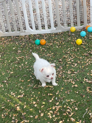 Les chiots de Chihuahua