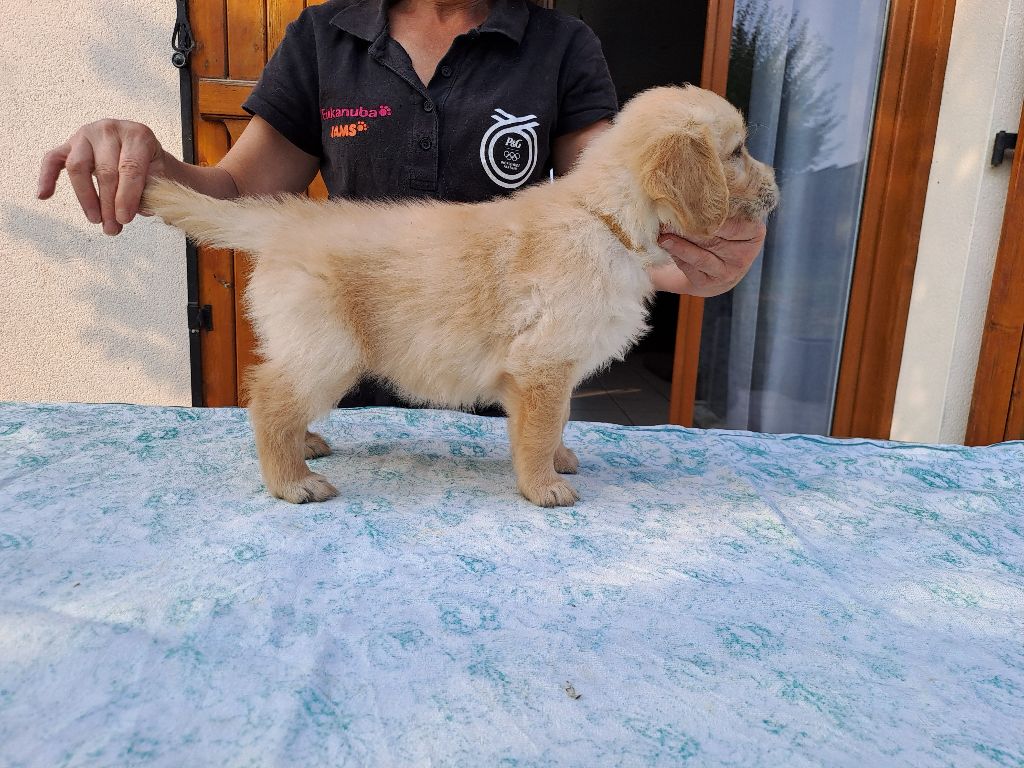 CHIOT - Golden Retriever