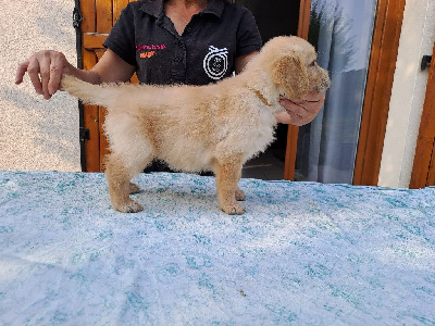 Les chiots de Golden Retriever