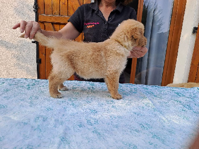 Les chiots de Golden Retriever