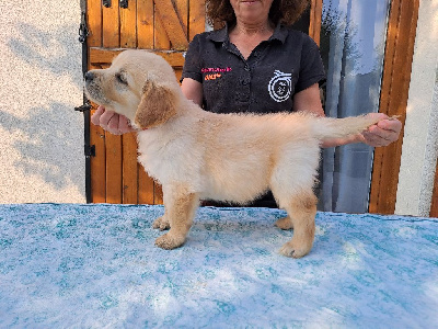 Les chiots de Golden Retriever