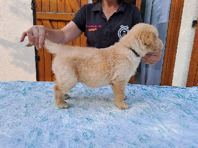 Les chiots de Golden Retriever