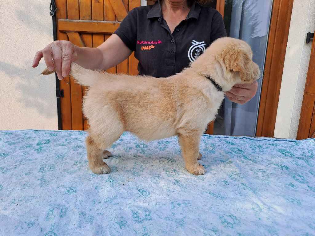 CHIOT - Golden Retriever