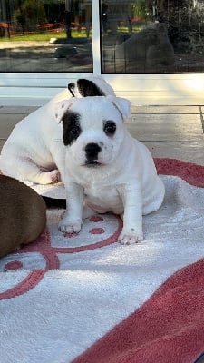 Les chiots de Staffordshire Bull Terrier