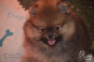 Les chiots de Spitz allemand