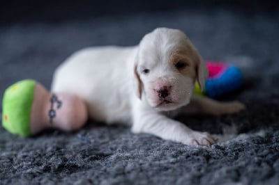 Les chiots de Setter Anglais