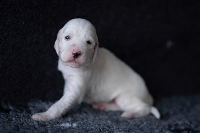 Les chiots de Setter Anglais