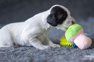 Les chiots de Setter Anglais