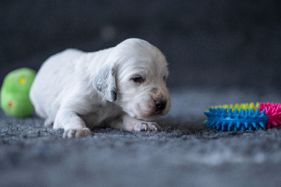 Les chiots de Setter Anglais