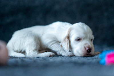 Les chiots de Setter Anglais