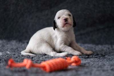 Les chiots de Setter Anglais