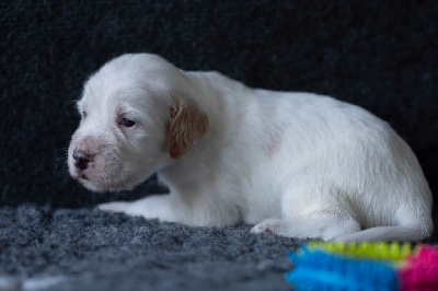 Les chiots de Setter Anglais