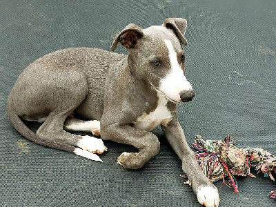 Les chiots de Whippet