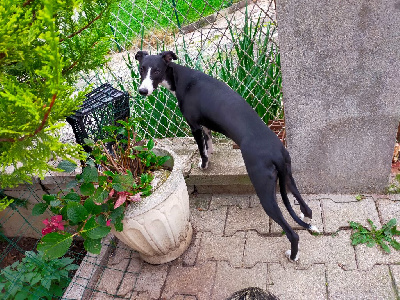 Les chiots de Whippet