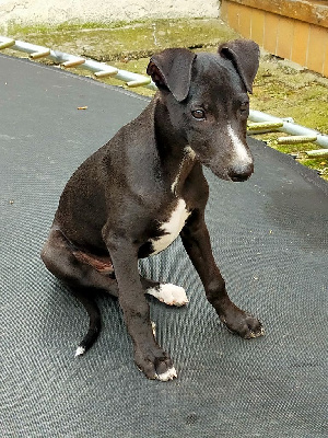 Les chiots de Whippet