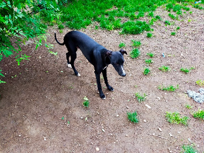 Les chiots de Whippet