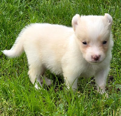 Les chiots de Border Collie