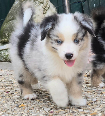 Les chiots de Berger Américain Miniature 