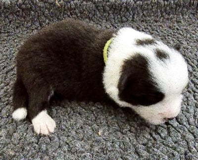 - CHIOT MÂLE NOIR ET BLANC. - Border Collie