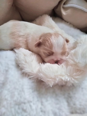 Les chiots de Epagneul Japonais