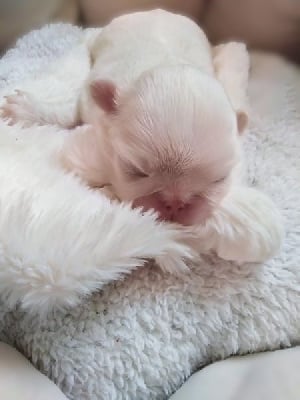 Les chiots de Epagneul Japonais