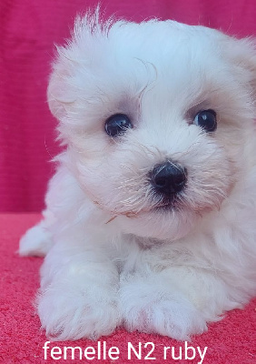 Les chiots de Bichon maltais