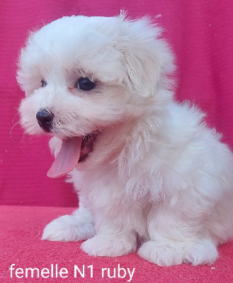 Les chiots de Bichon maltais