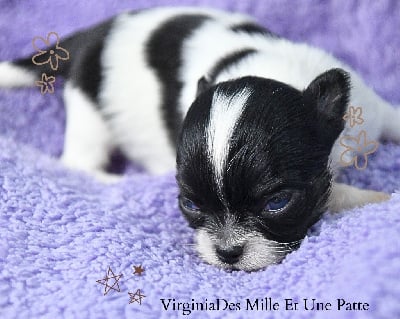 Les chiots de Chihuahua