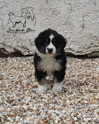 Les chiots de Berger Américain Miniature 