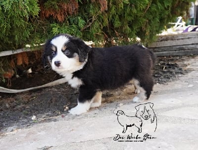 Les chiots de Berger Américain Miniature 