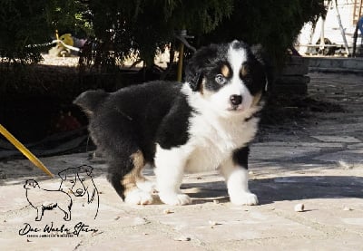 Les chiots de Berger Américain Miniature 