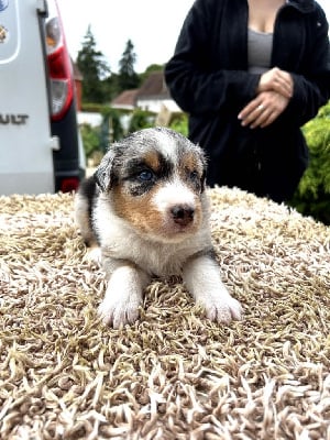 Les chiots de Berger Américain Miniature 