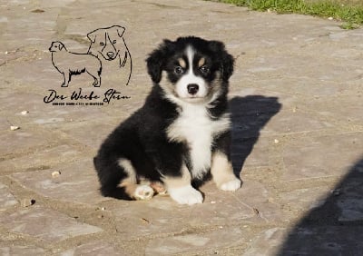 Les chiots de Berger Américain Miniature 