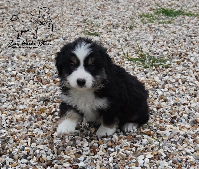 Les chiots de Berger Américain Miniature 