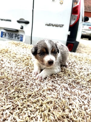 Les chiots de Berger Américain Miniature 