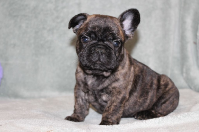 Les chiots de Bouledogue français